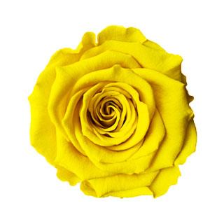 Dear Fleurs Medium Square Roses Yellow Medium Square Roses