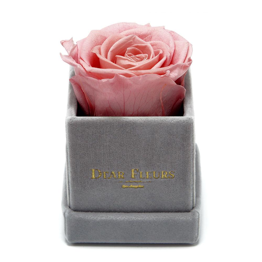 Dear Fleurs Petit Rose Sweet Pink Petit Rose - Gray Velvet