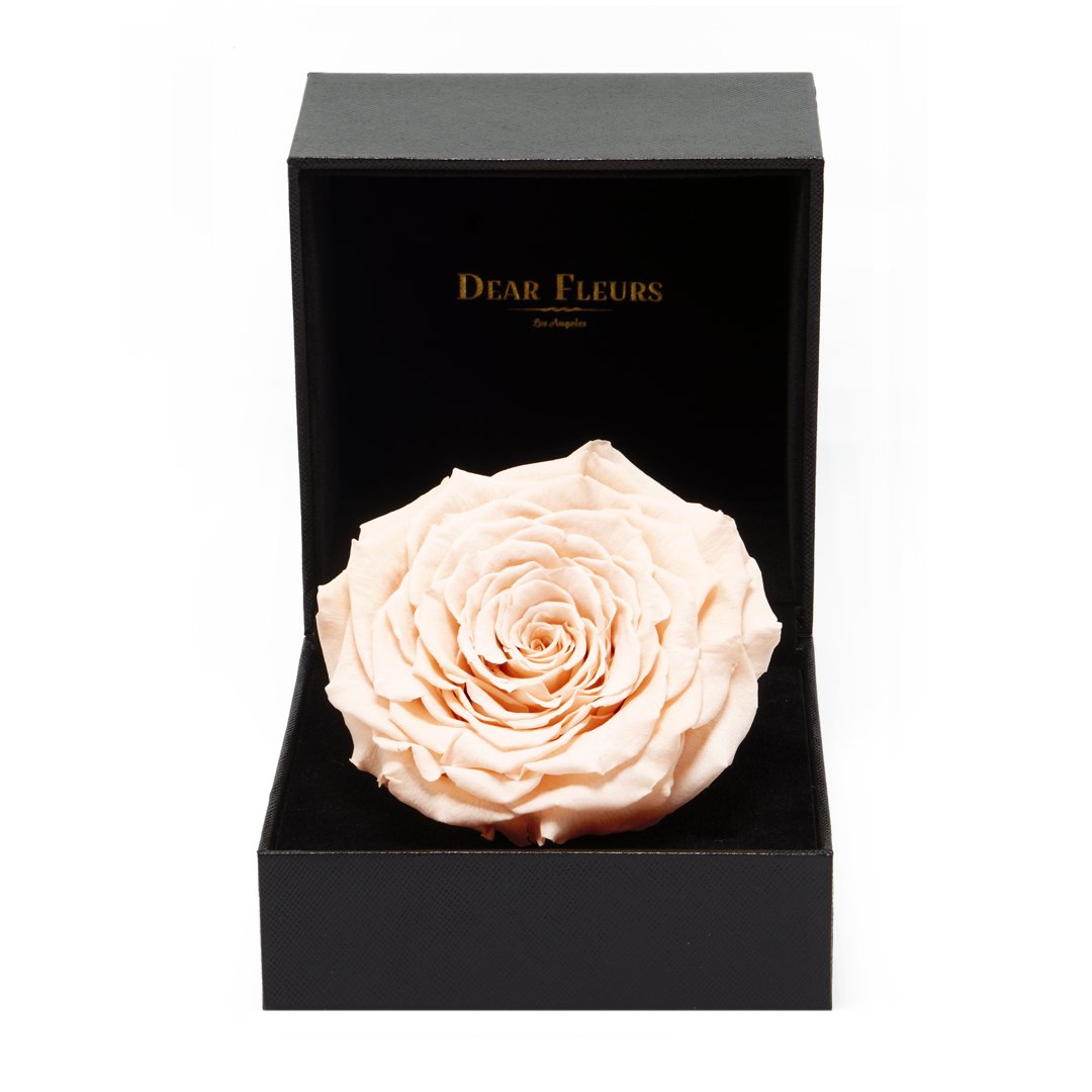 Dear Fleurs Premium Rose Champagne Premium Rose
