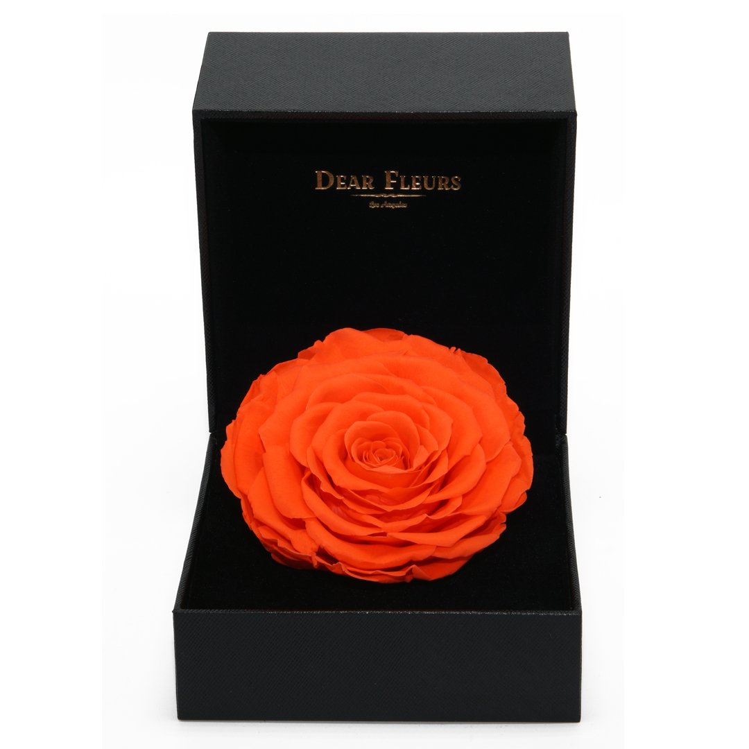 Dear Fleurs Premium Rose Orange Premium Rose